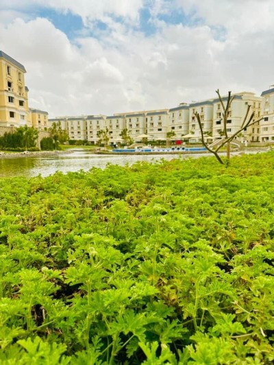 Direct from Mountain View – Cozy Special Corner Apartment 161 in Mountain View Hyde Park